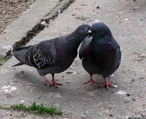 pigeons